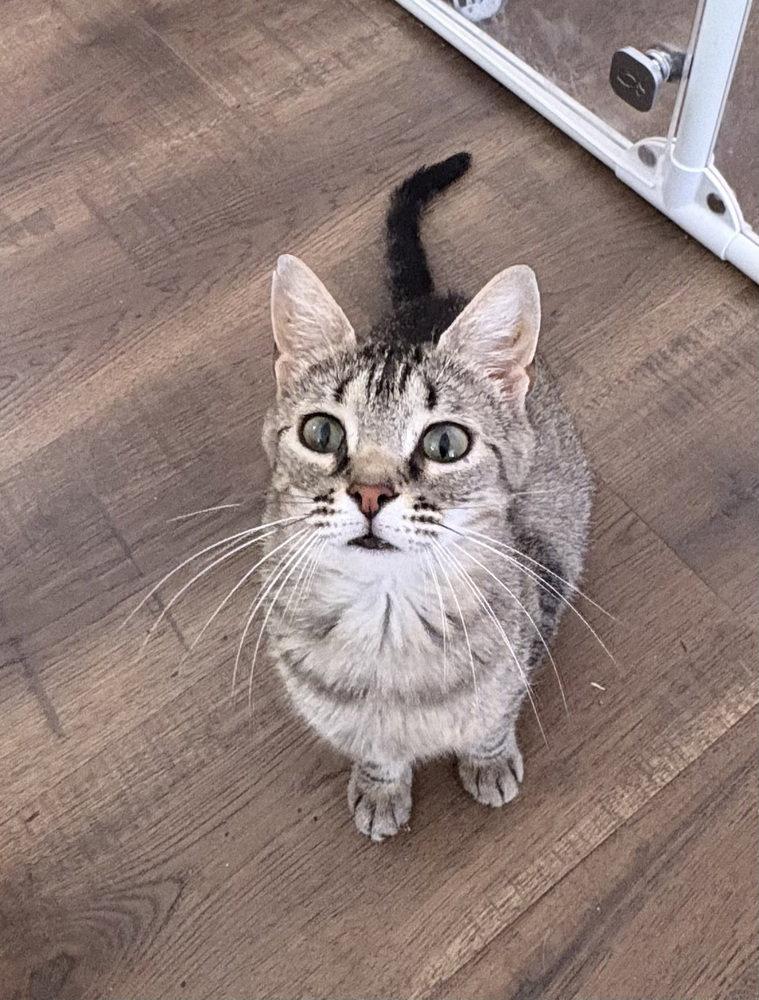 Lylla, Adoptable, Adult Female Domestic Short Hair & Domestic Short Hair.
