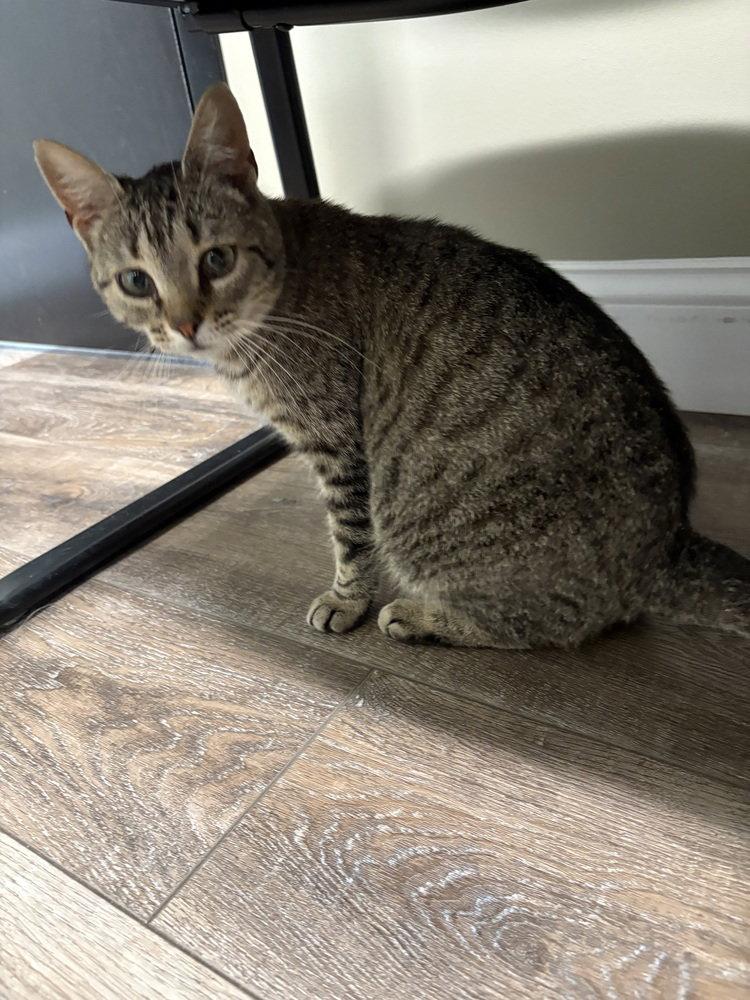 Lylla, a Adoptable mixed breed in O'Fallon, MO image 3/3