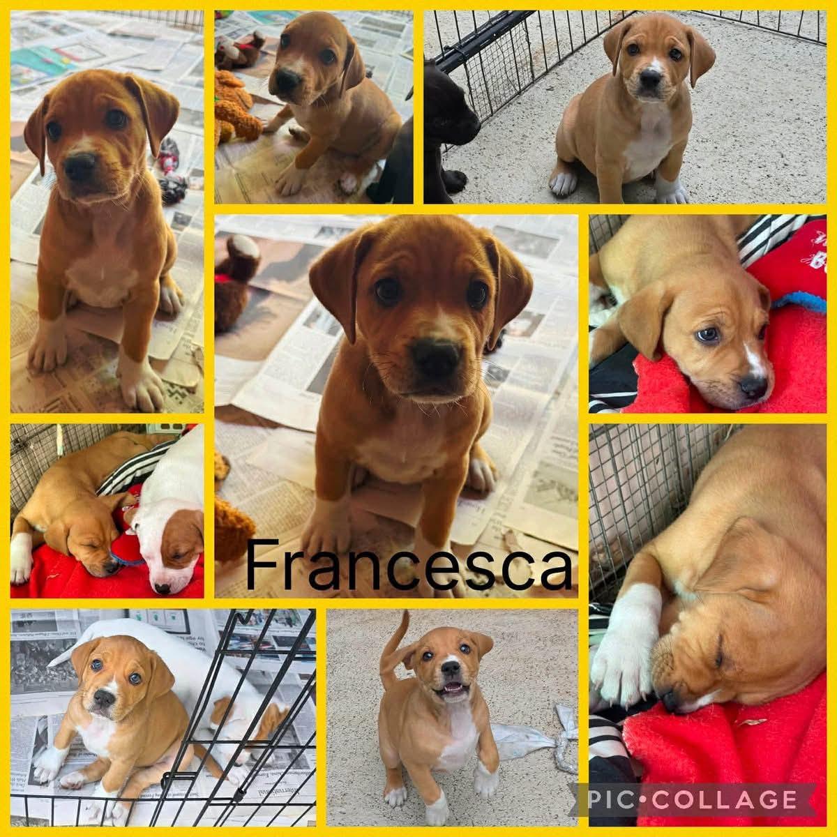 Francesca, adopted, Puppy Female Hound & Labrador Retriever.