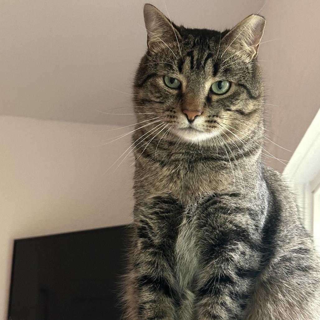 Enlarge Morphy, a Adoptable Domestic Short Hair in Fort Worth, TX image 1/3