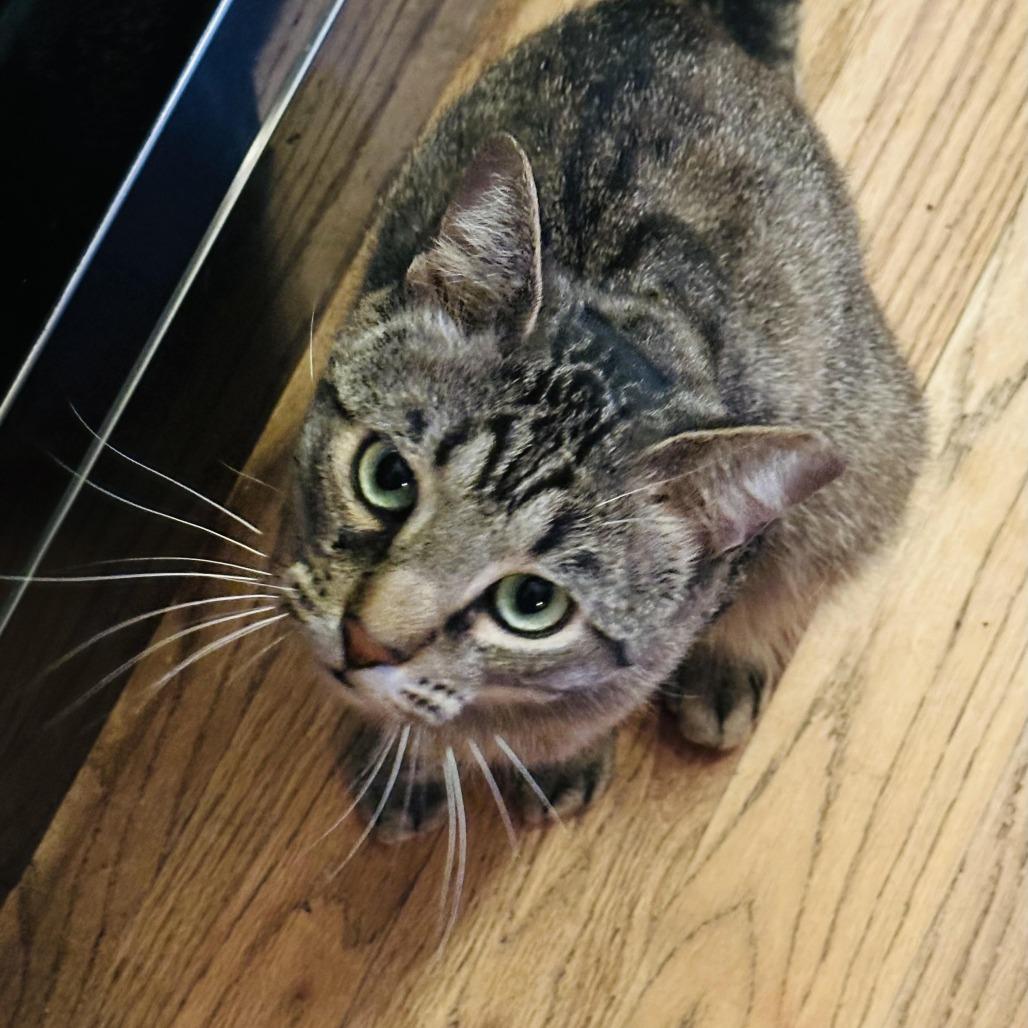 Enlarge Morphy, a Adoptable Domestic Short Hair in Fort Worth, TX image 3/3