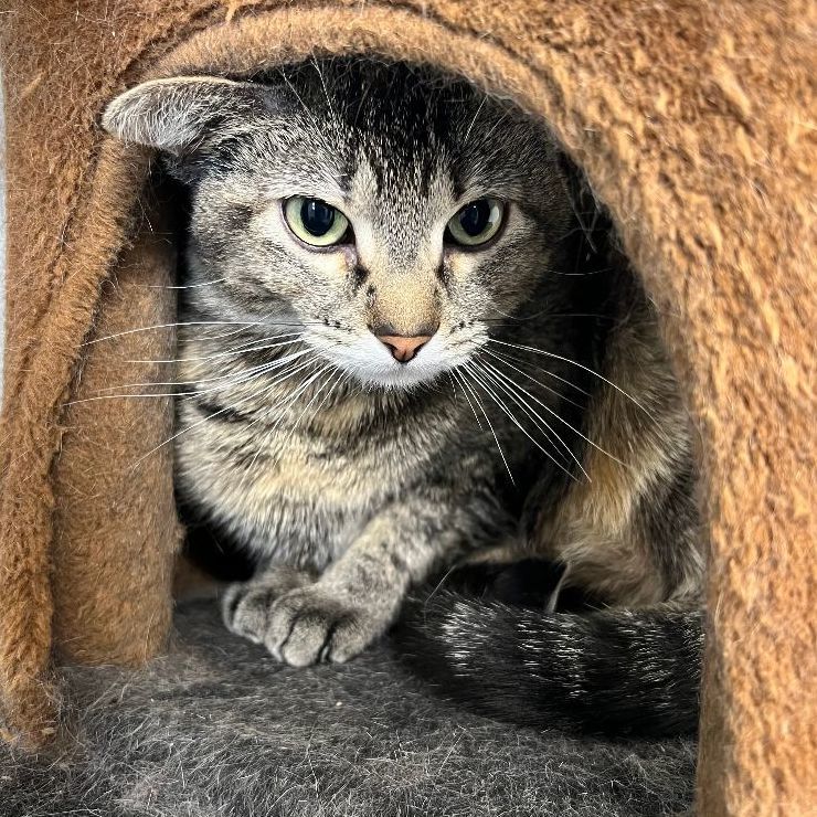 Iris, a Adoptable Domestic Short Hair in Spencer, IA image 3/3