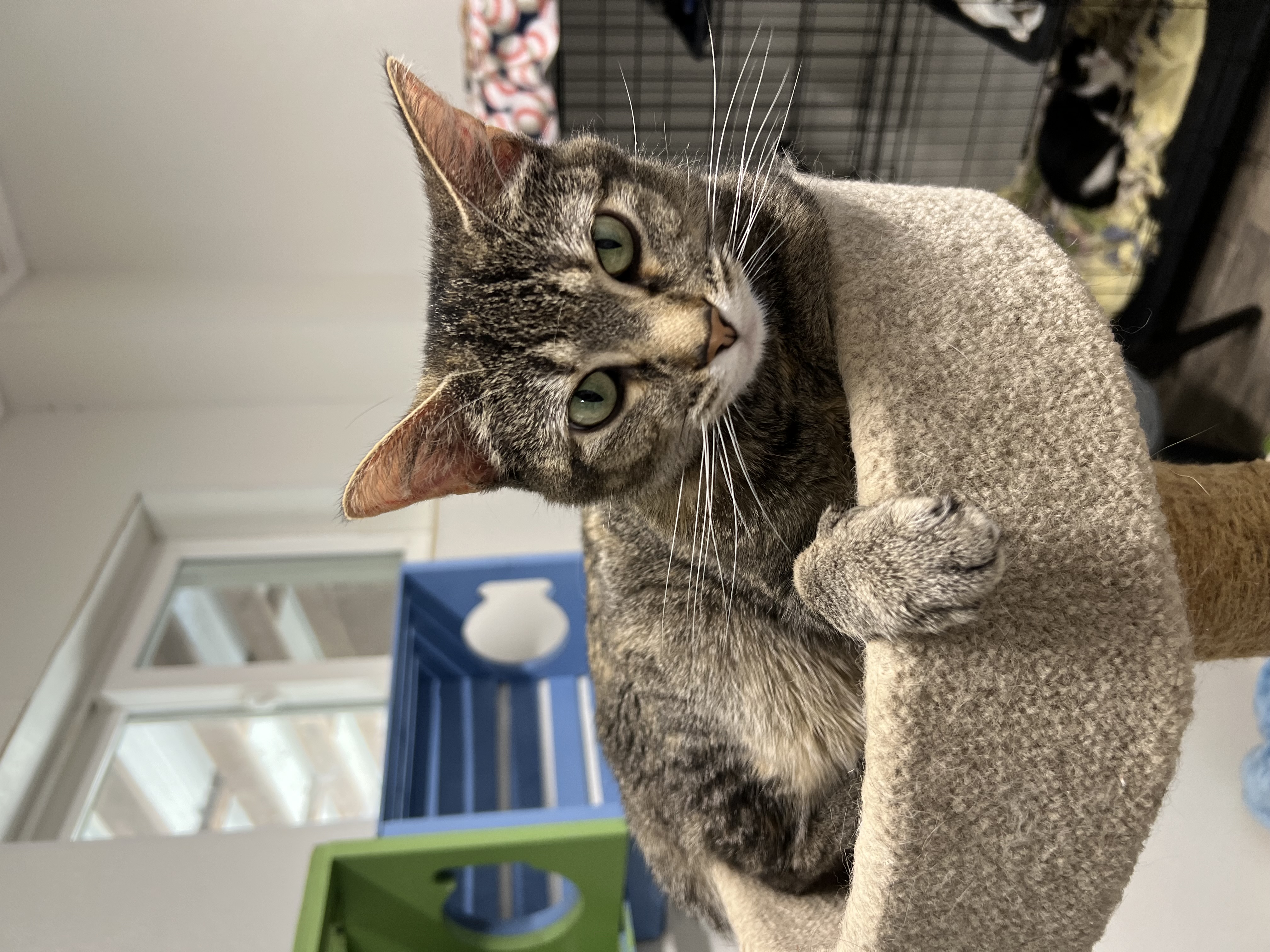 Iris, a Adoptable Domestic Short Hair in Spencer, IA image 1/3