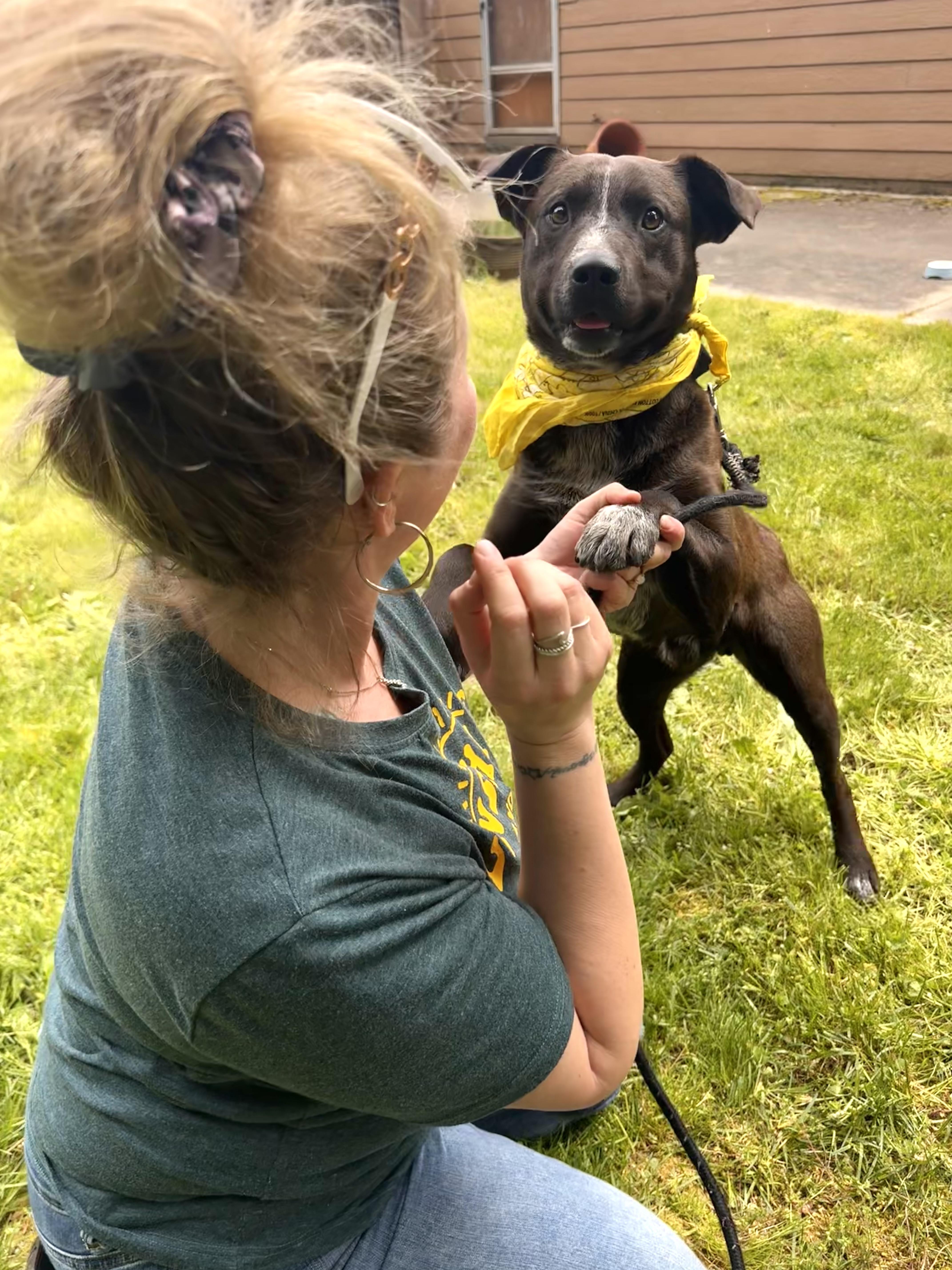 Roberto, a Adoptable mixed breed in Wenatchee, WA image 4/6