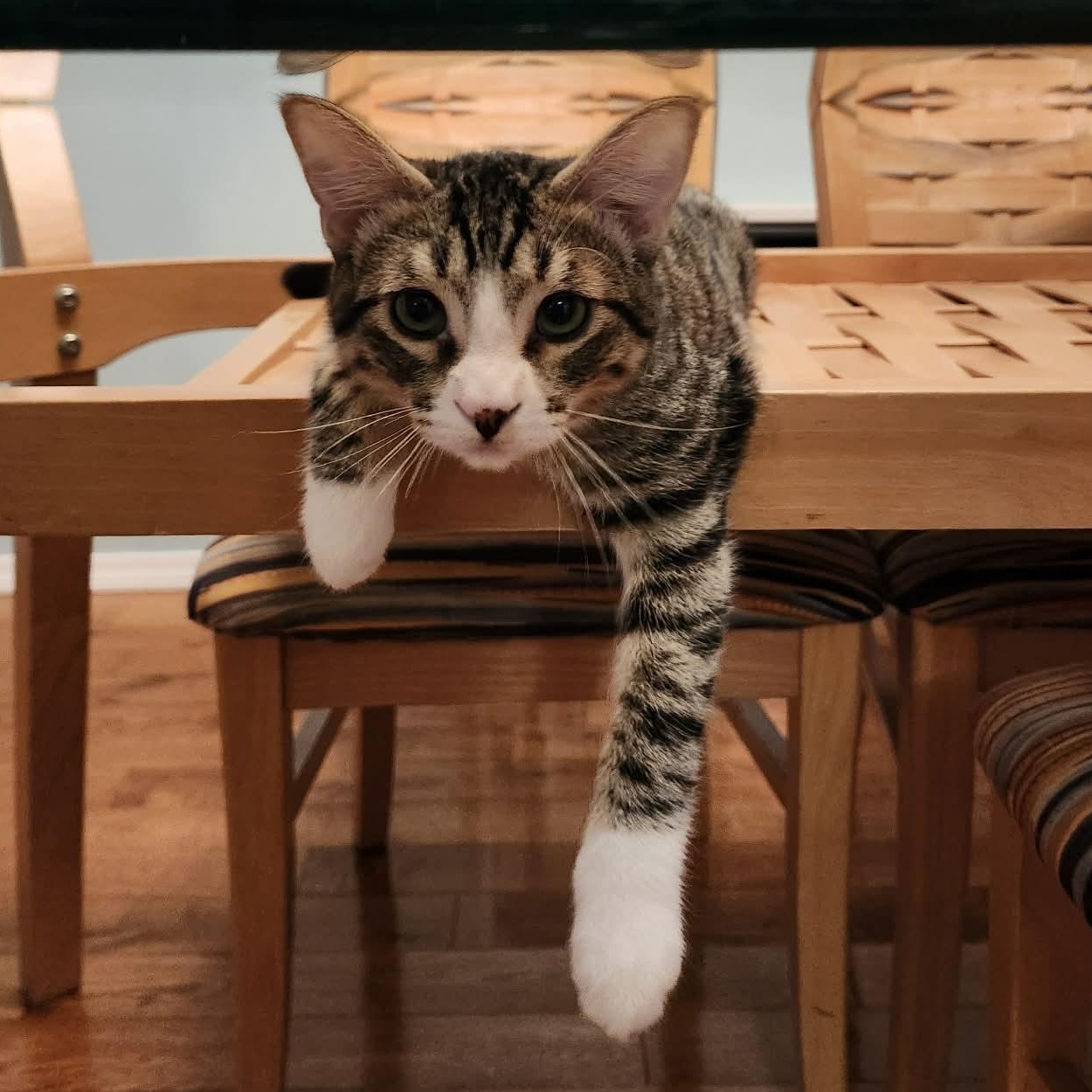 Enlarge THE DYNAMIC DUO: TIGER & MAXWELL, a Adoptable Domestic Short Hair in Campbell River, BC image 5/6