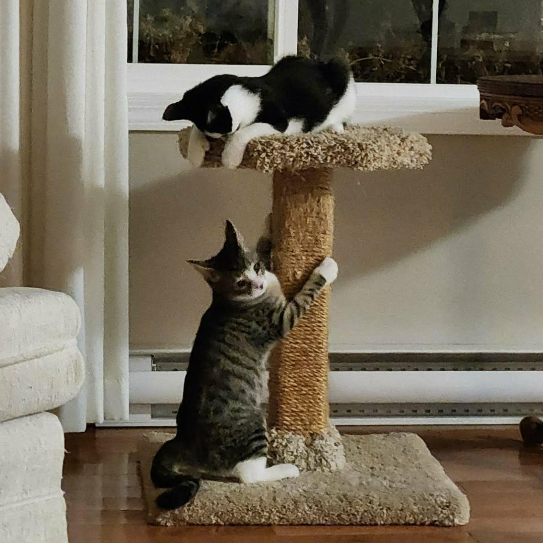 Enlarge THE DYNAMIC DUO: TIGER & MAXWELL, a Adoptable Domestic Short Hair in Campbell River, BC image 1/6