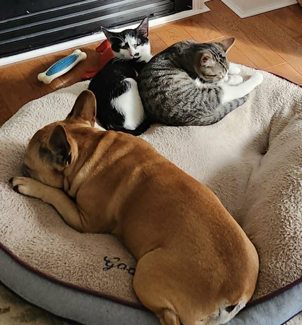 Enlarge THE DYNAMIC DUO: TIGER & MAXWELL, a Adoptable Domestic Short Hair in Campbell River, BC image 2/6