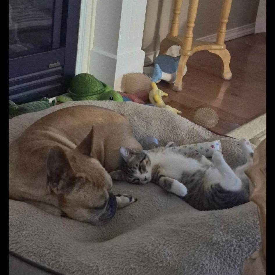 Enlarge THE DYNAMIC DUO: TIGER & MAXWELL, a Adoptable Domestic Short Hair in Campbell River, BC image 3/6