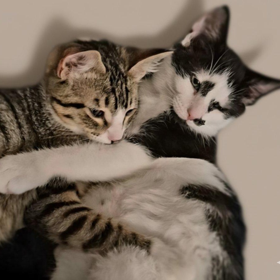 Enlarge THE DYNAMIC DUO: TIGER & MAXWELL, a Adoptable Domestic Short Hair in Campbell River, BC image 4/6