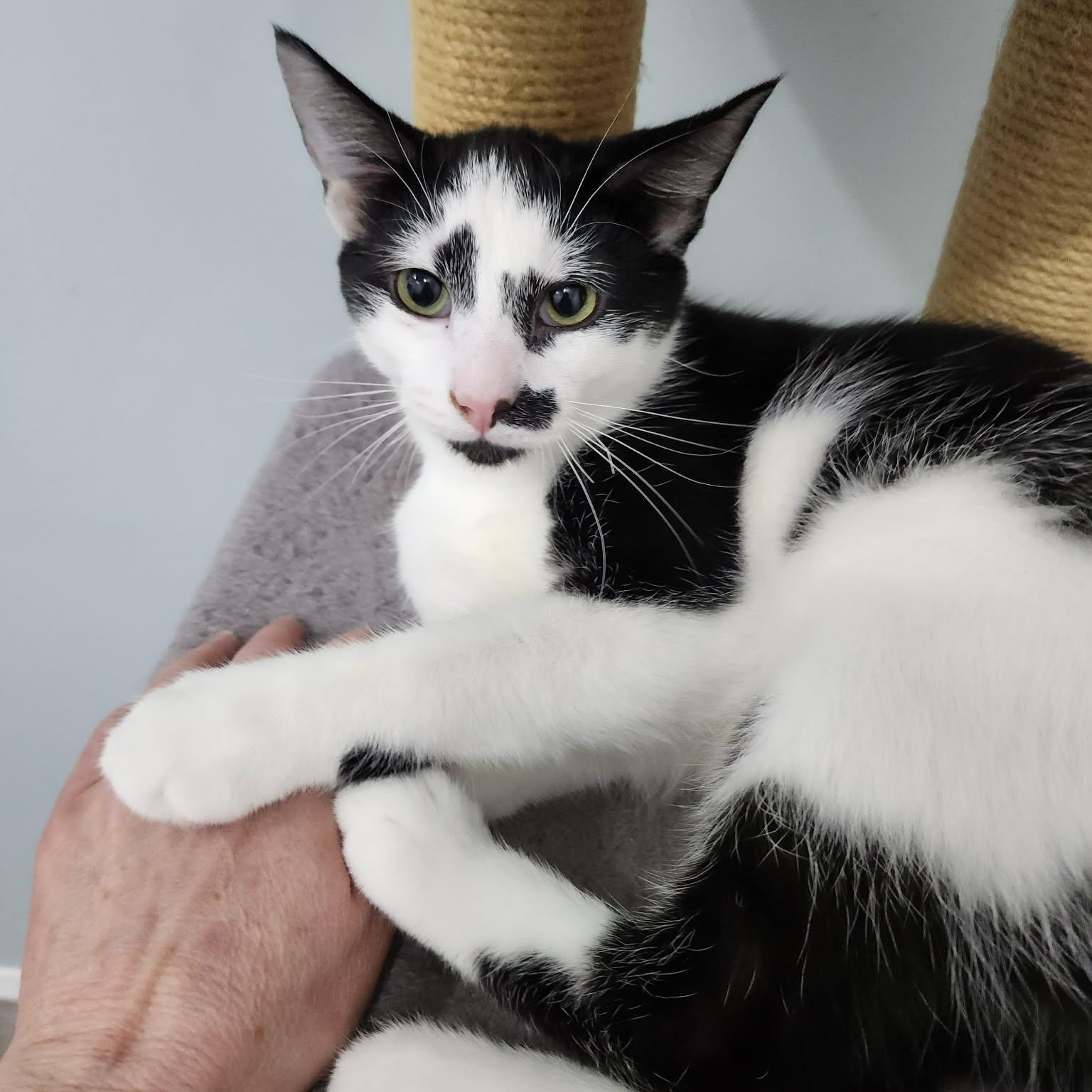 Enlarge THE DYNAMIC DUO: TIGER & MAXWELL, a Adoptable Domestic Short Hair in Campbell River, BC image 6/6