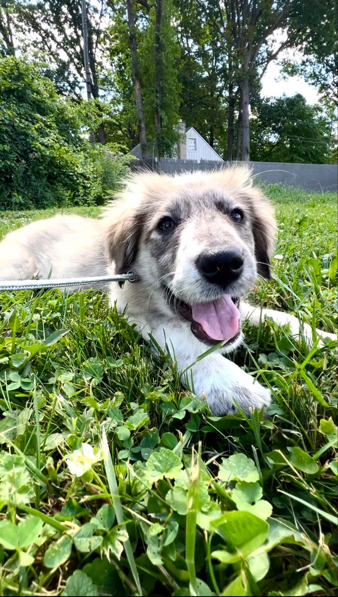 Daisy, Baby Female Australian Shepherd