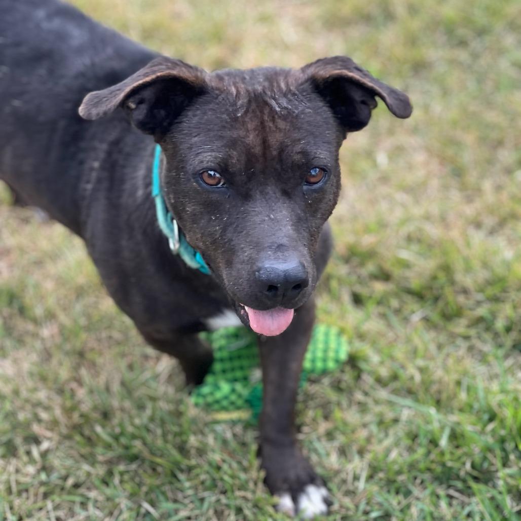 Avocado, Adoptable, Adult Male Terrier.