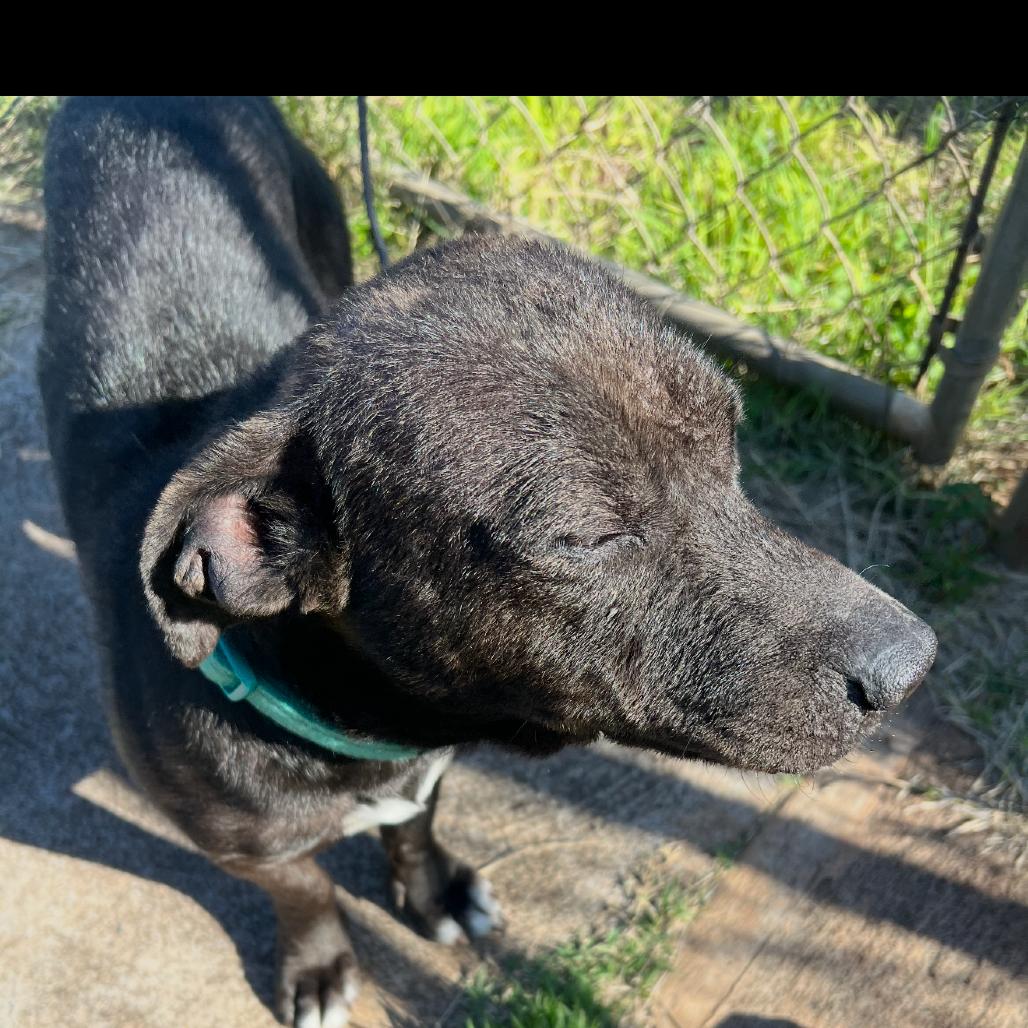 Avocado, Adoptable, Adult Male Terrier.