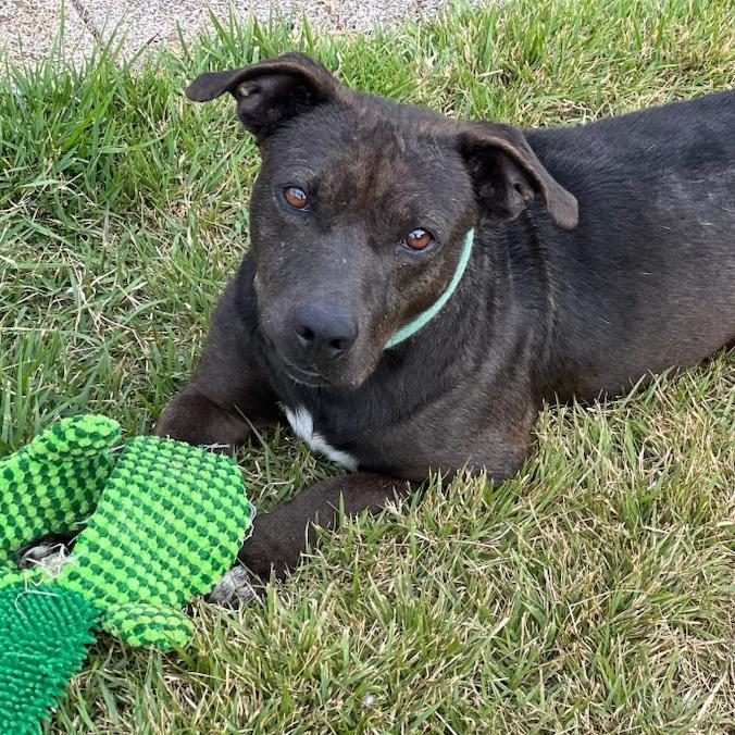 Avocado, a Adoptable Terrier in Wahiawa, HI image 3/3