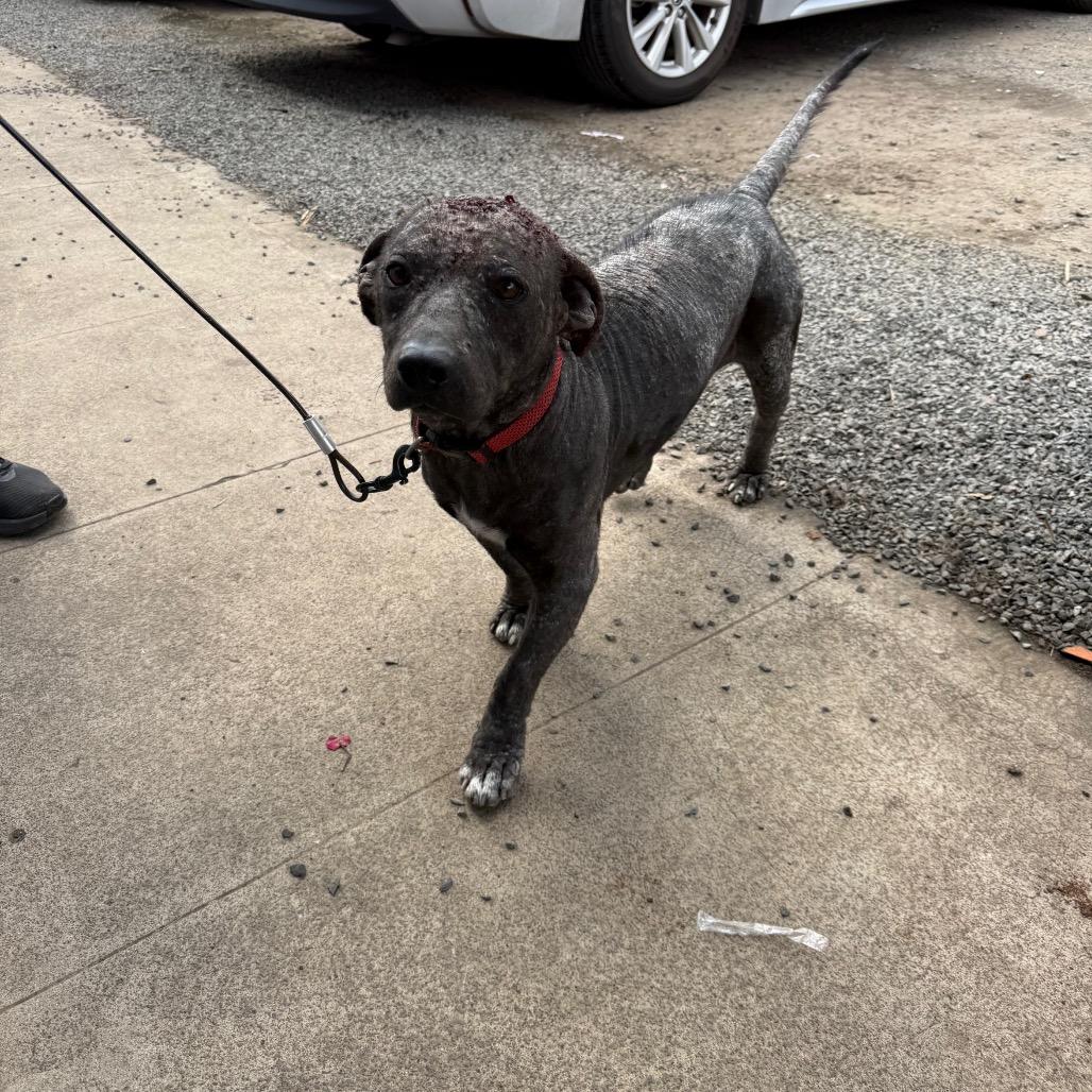 Enlarge Avocado, a Adoptable Terrier in Wahiawa, HI image 2/2