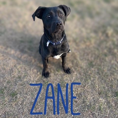 ZANE, an adoptable mixed breed in Dallas, TX image 2/4