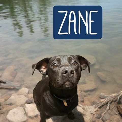 ZANE, an adoptable mixed breed in Dallas, TX image 1/4