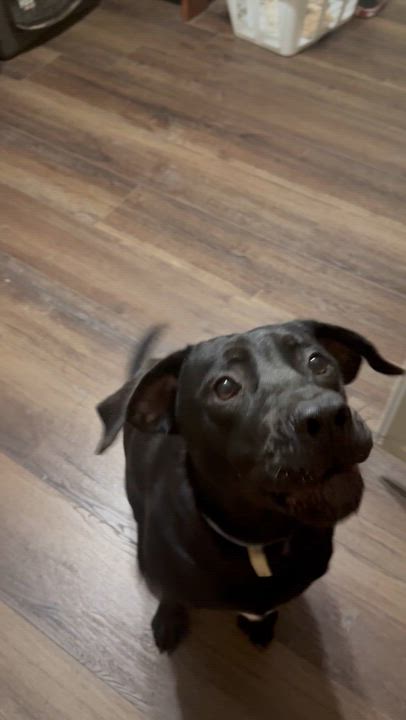 Enlarge ZANE, an adoptable mixed breed in Dallas, TX video 4/4