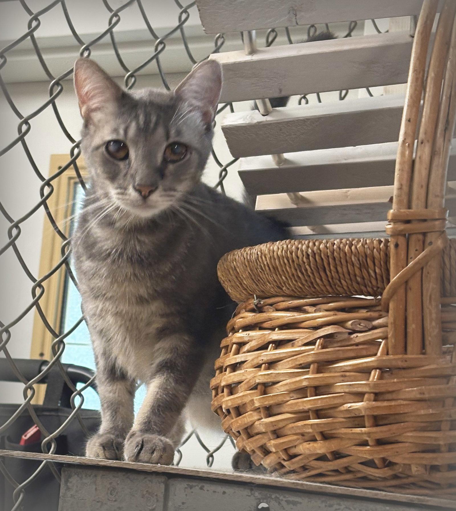 Enlarge Mike, a Adoptable mixed breed in Holly Springs, MS image 1/2