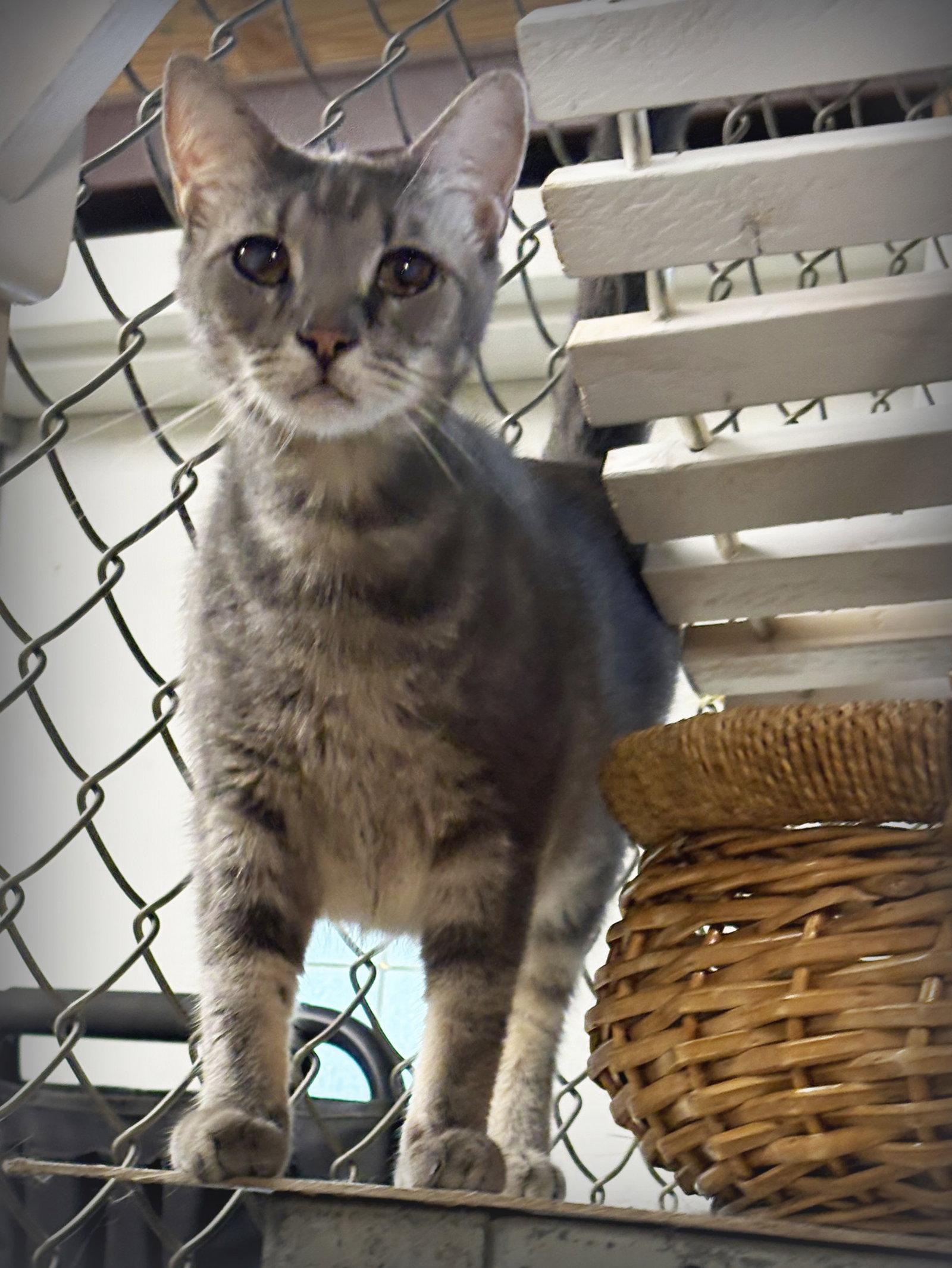 Enlarge Mike, a Adoptable mixed breed in Holly Springs, MS image 2/2
