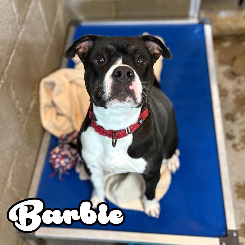 Barbie, Adoptable, Young Female Staffordshire Bull Terrier & Mixed Breed.