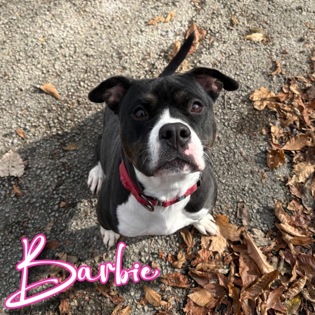 Barbie, a Adoptable mixed breed in Hillsboro, OH image 2/5