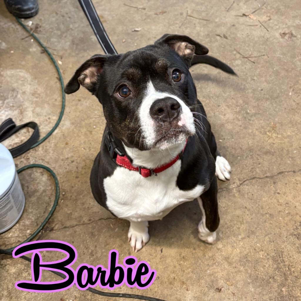 Barbie, a Adoptable mixed breed in Hillsboro, OH image 3/5