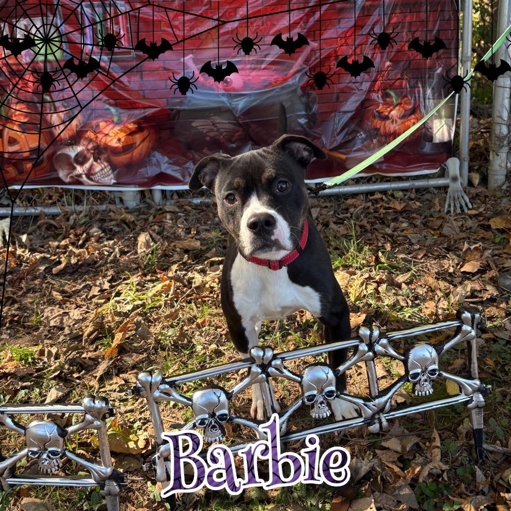 Barbie, a Adoptable mixed breed in Hillsboro, OH image 4/5