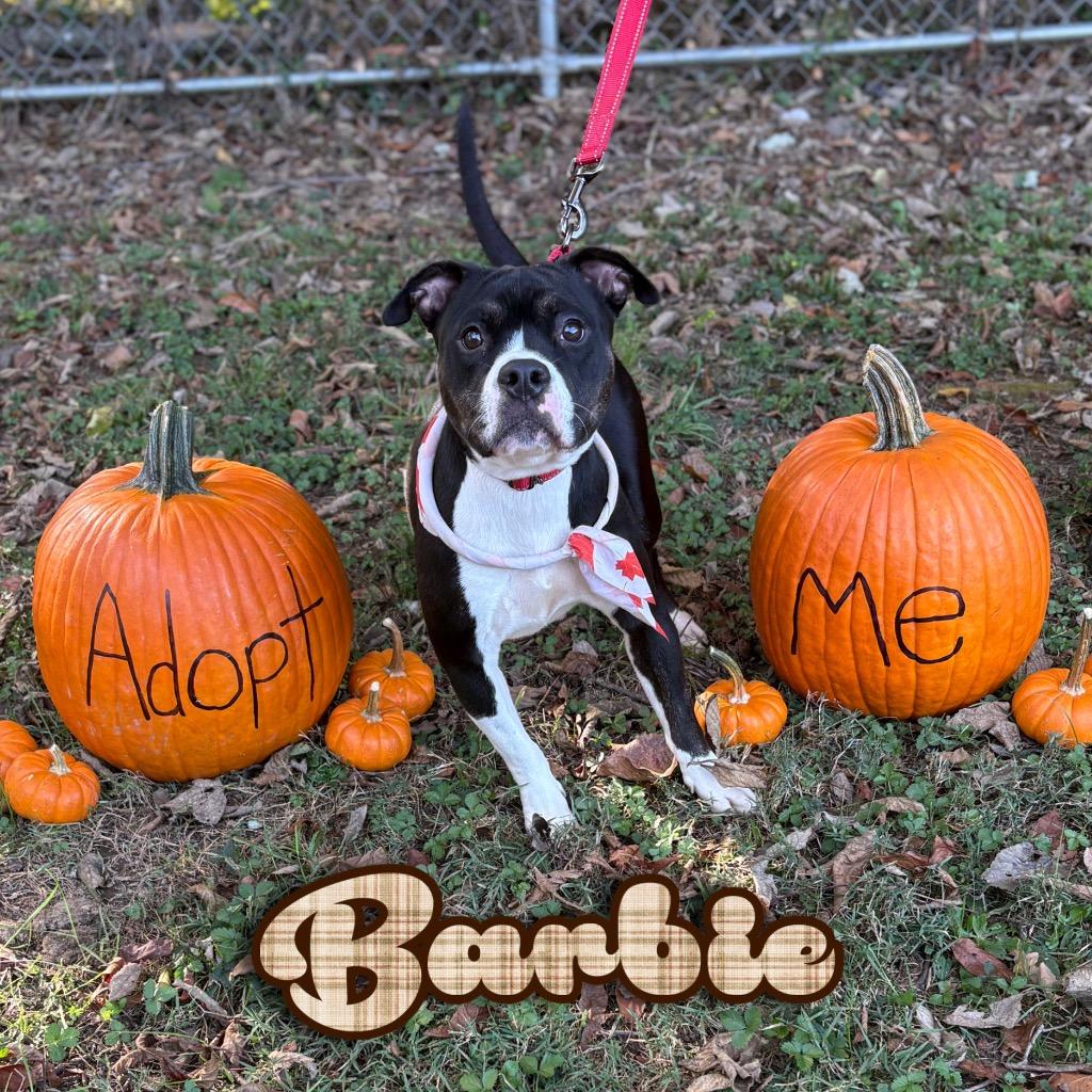 Barbie, a Adoptable mixed breed in Hillsboro, OH image 5/5