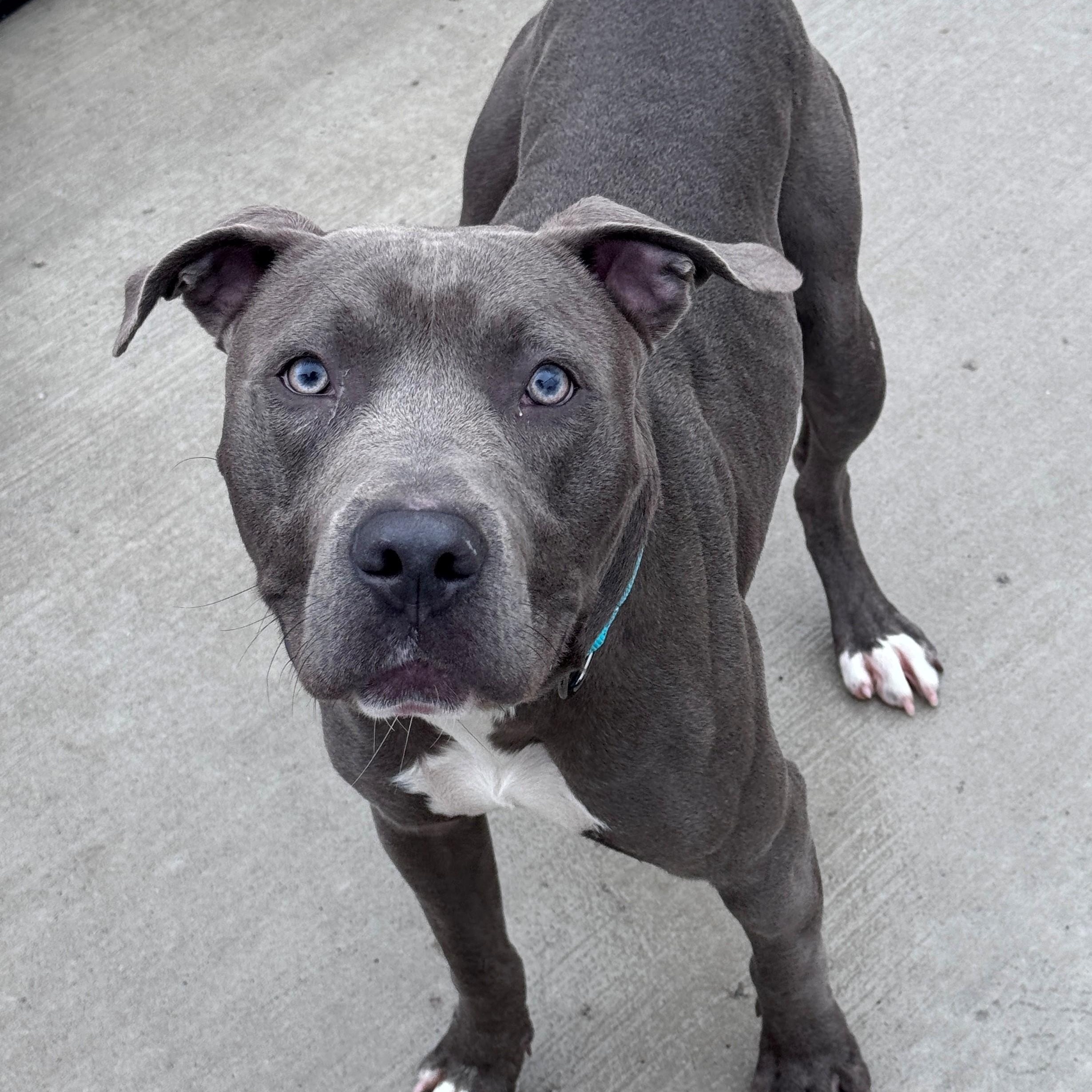 Enlarge Kenny, a Adoptable Pit Bull Terrier in Hackensack, MN image 2/5