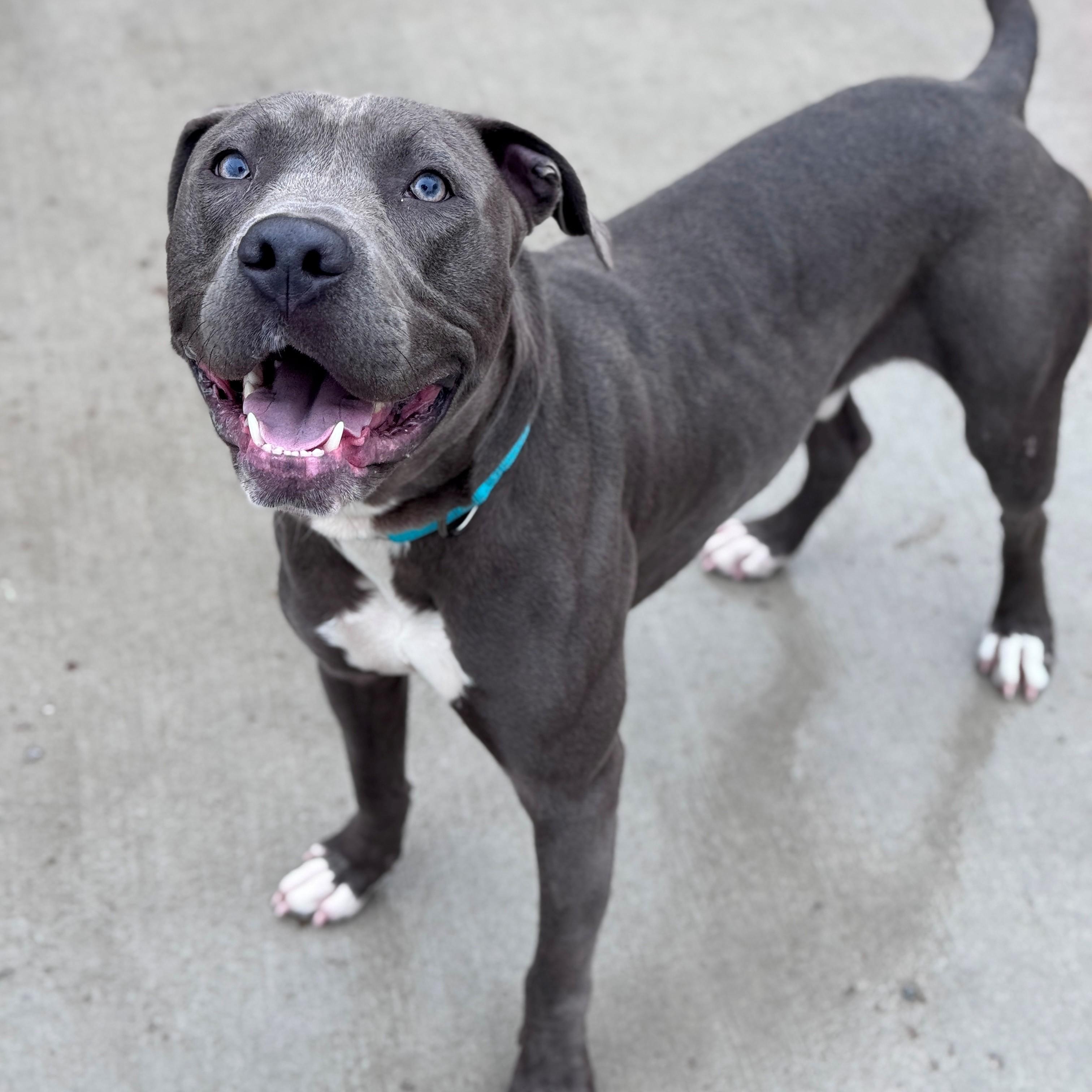 Enlarge Kenny, a Adoptable Pit Bull Terrier in Hackensack, MN image 3/5