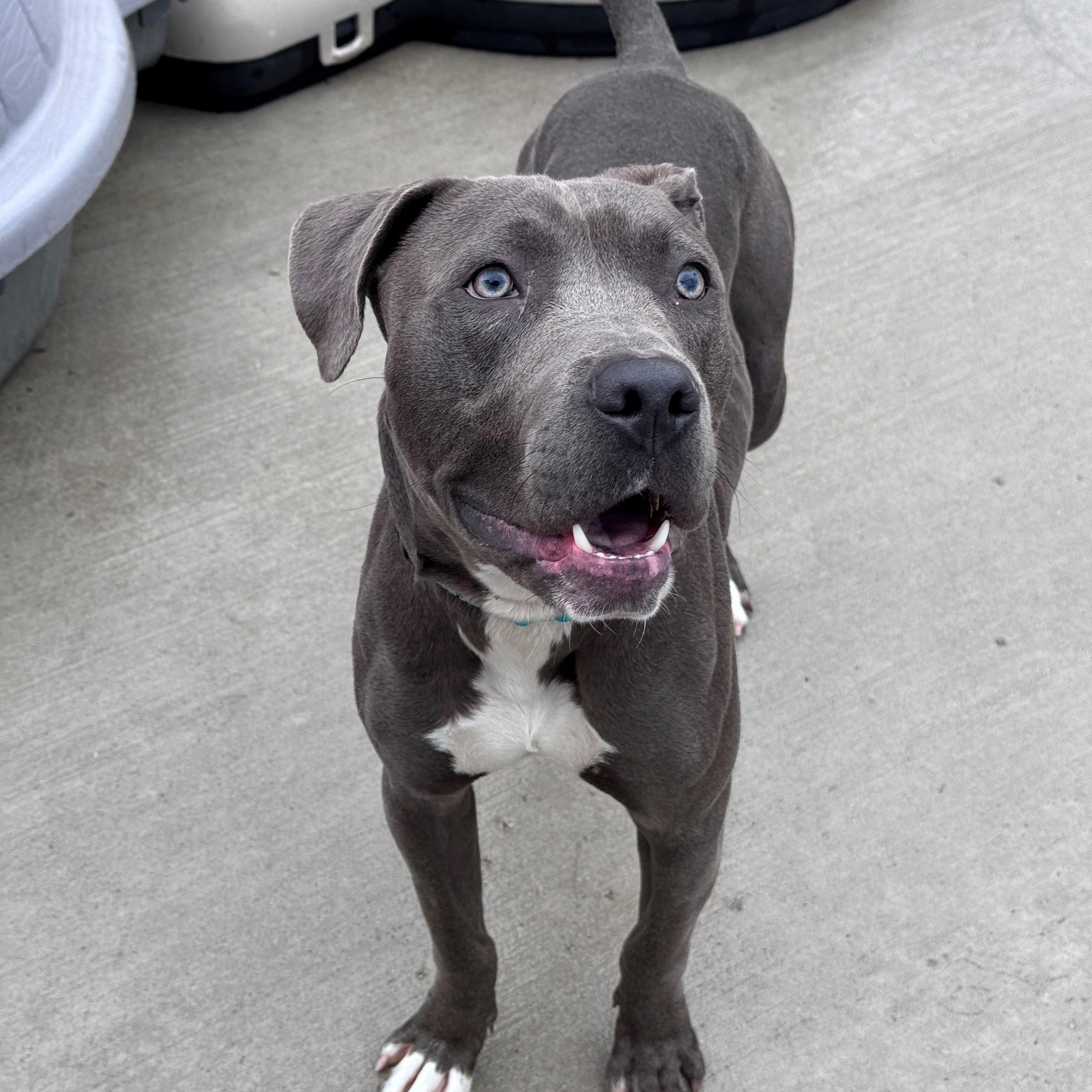 Kenny, Adoptable, Young Male Pit Bull Terrier.