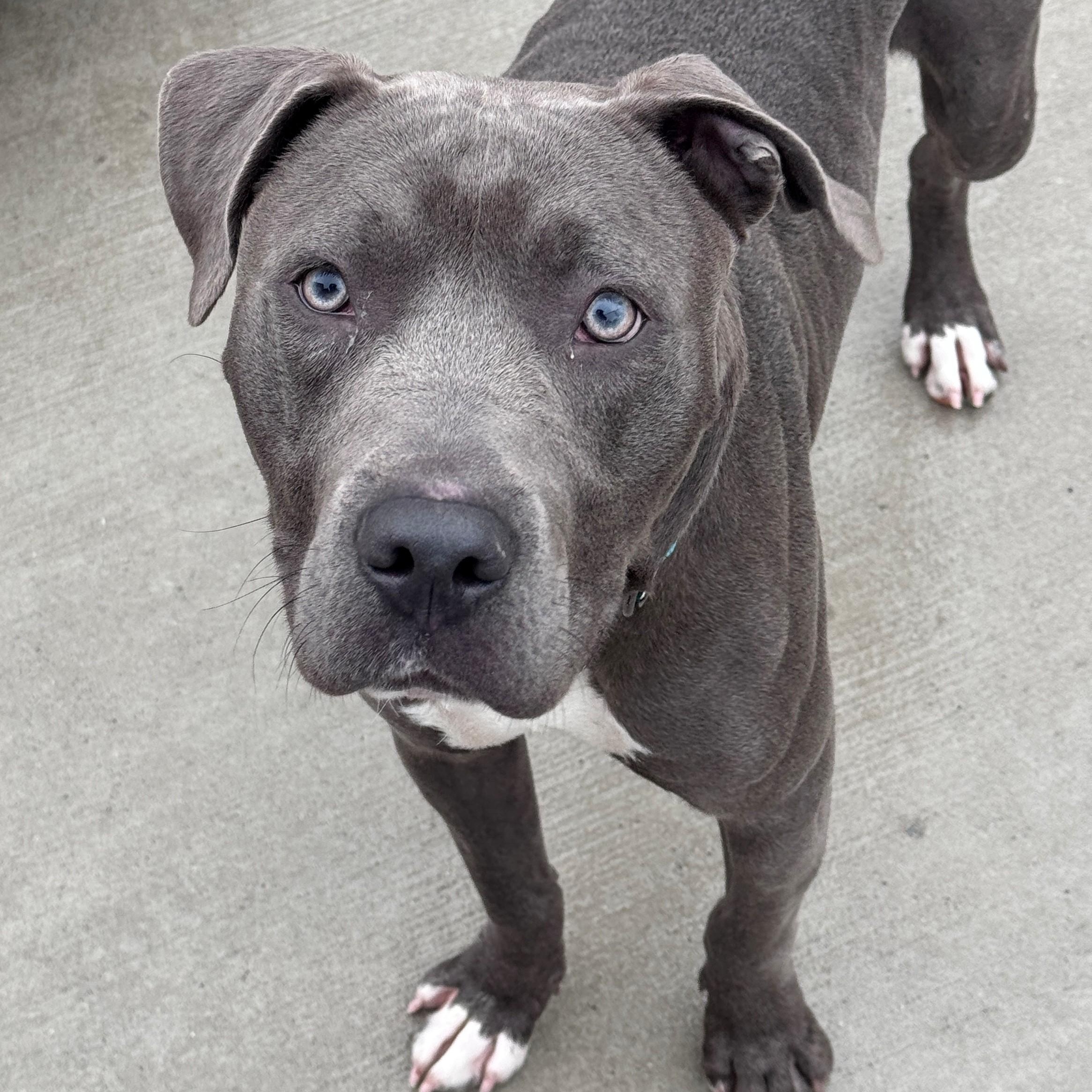 Enlarge Kenny, a Adoptable Pit Bull Terrier in Hackensack, MN image 4/5
