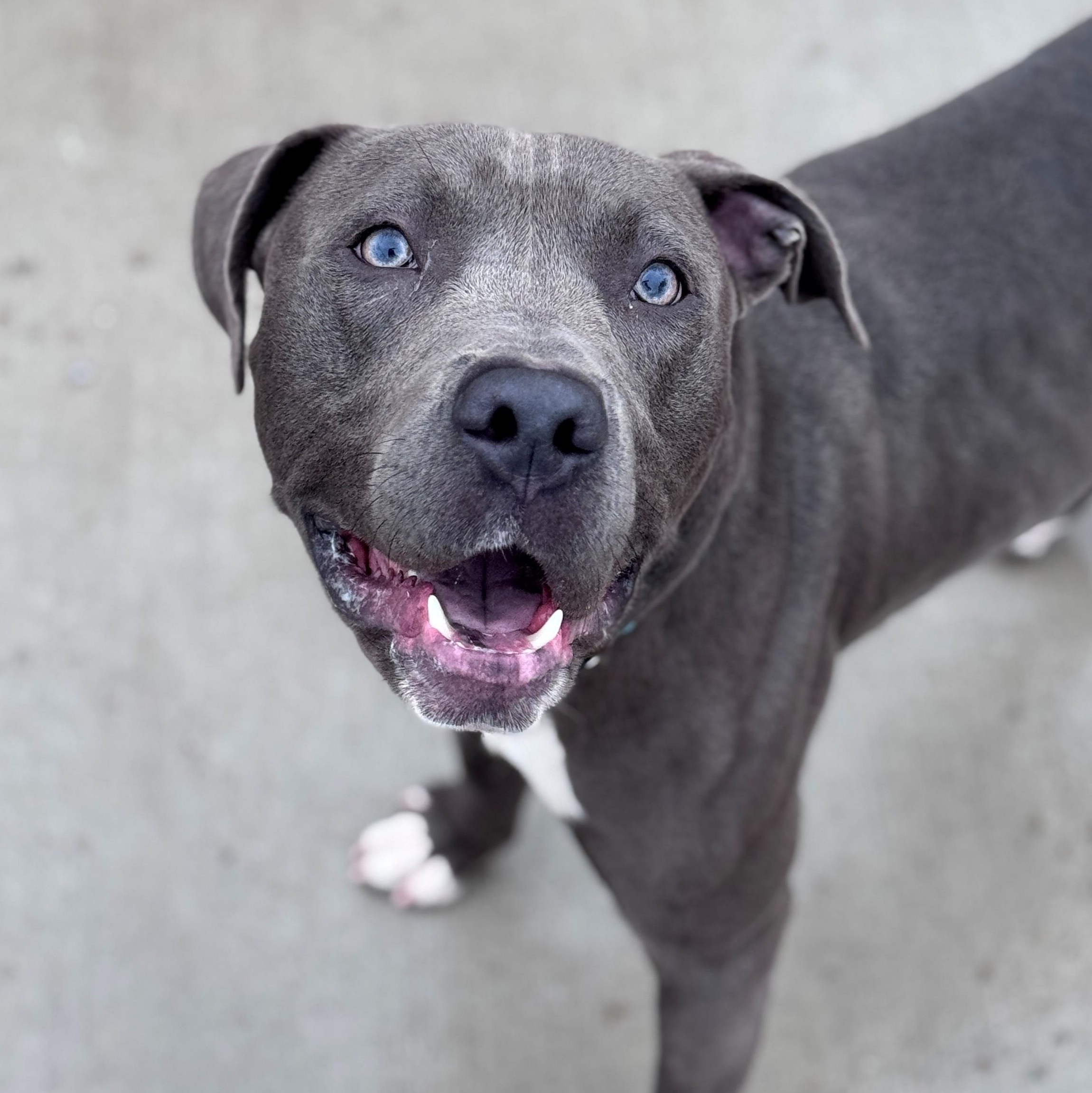 Enlarge Kenny, a Adoptable Pit Bull Terrier in Hackensack, MN image 5/5