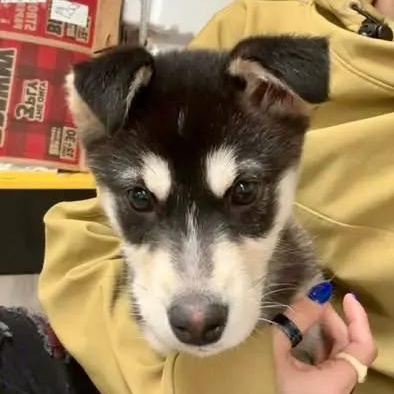 Enlarge Rose, a ADOPTABLE Husky in Chugiak, AK image 1/1