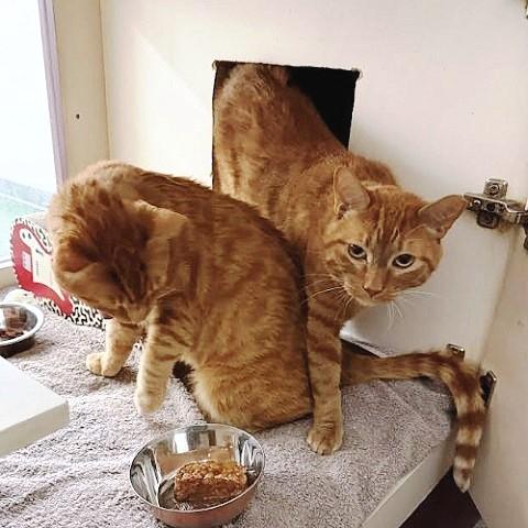 Enlarge Bruce and Robert, a ADOPTABLE Tabby in Salt Lake City, UT image 4/4