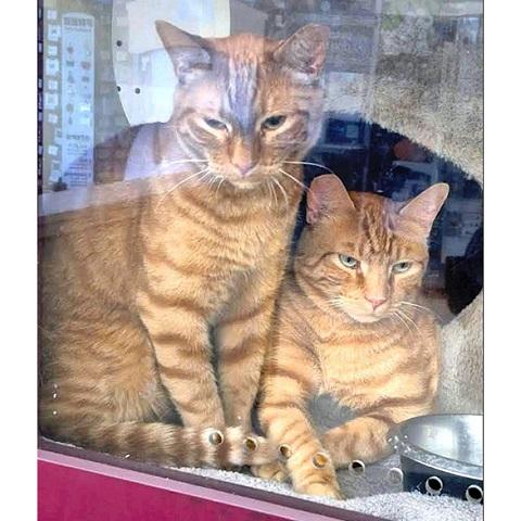 Bruce and Robert, ADOPTABLE, Adult Male Tabby.