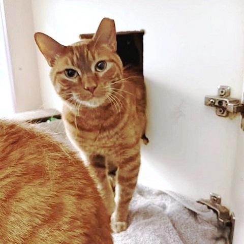 Enlarge Bruce and Robert, a ADOPTABLE Tabby in Salt Lake City, UT image 2/4