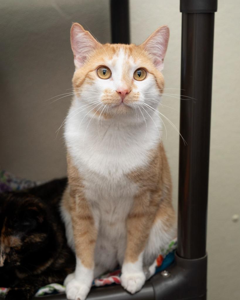 Cadence, Adoptable, Young Male Domestic Short Hair.