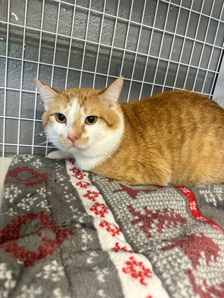 Cadence, Adoptable, Young Male Domestic Short Hair.