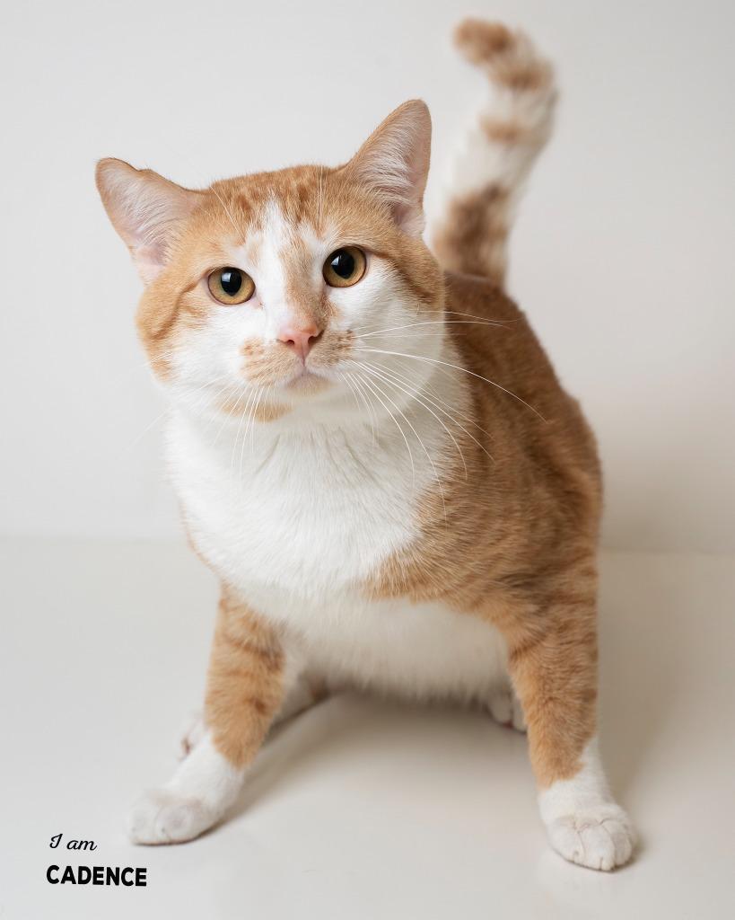 Cadence, a Adoptable mixed breed in Boone, IA image 2/2