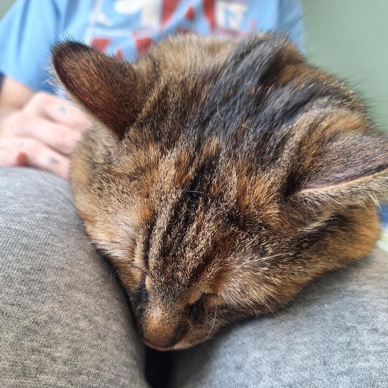 Enlarge Jasmine, a Adoptable Domestic Medium Hair in Attica, NY image 1/4