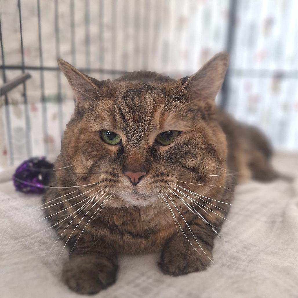 Enlarge Jasmine, a Adoptable Domestic Medium Hair in Attica, NY image 2/4