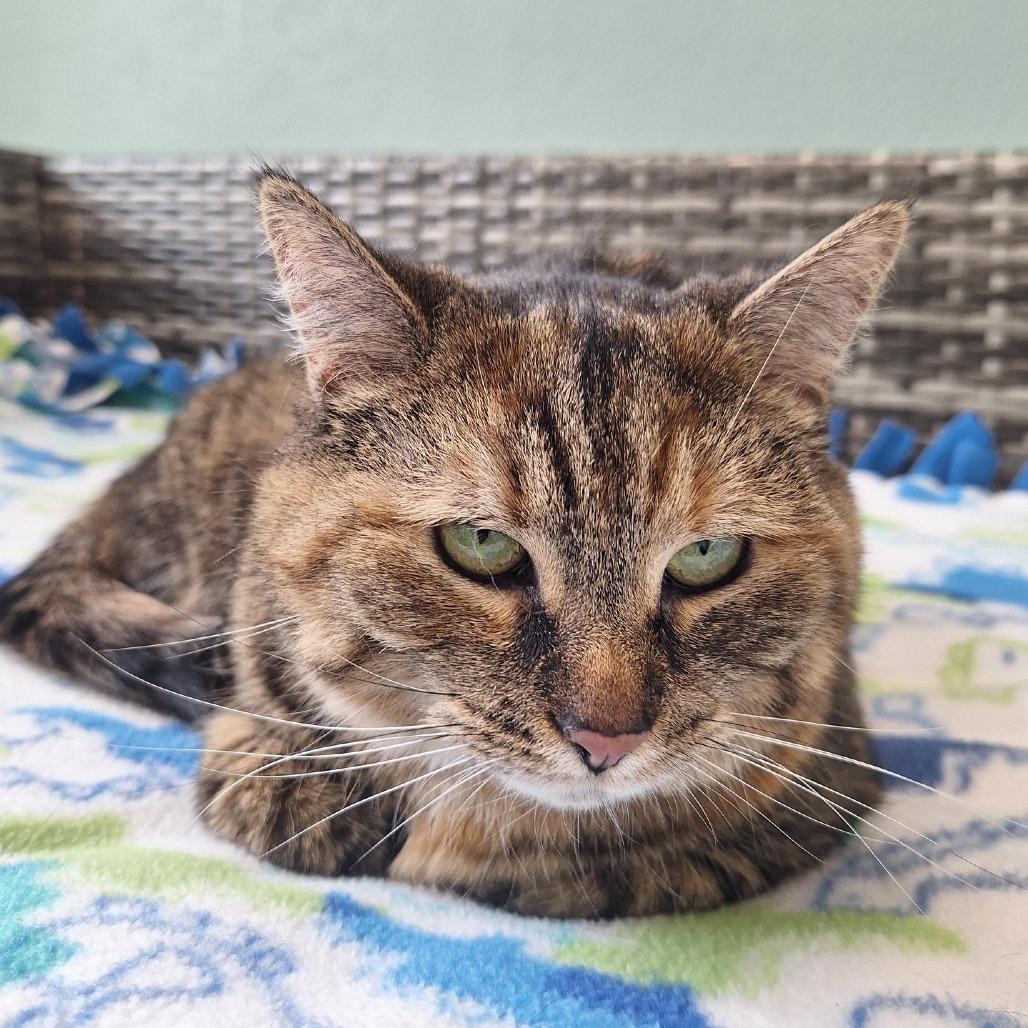 Enlarge Jasmine, a Adoptable Domestic Medium Hair in Attica, NY image 3/4