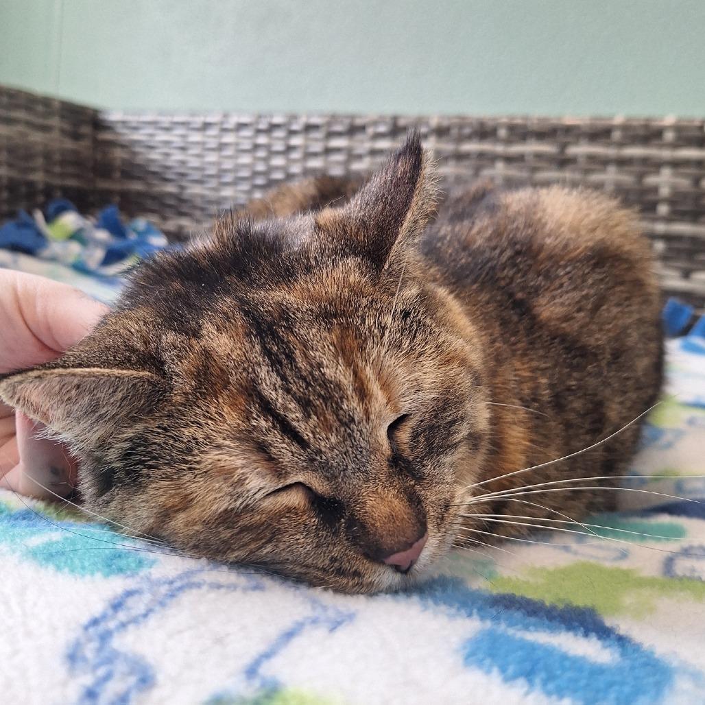 Enlarge Jasmine, a Adoptable Domestic Medium Hair in Attica, NY image 4/4