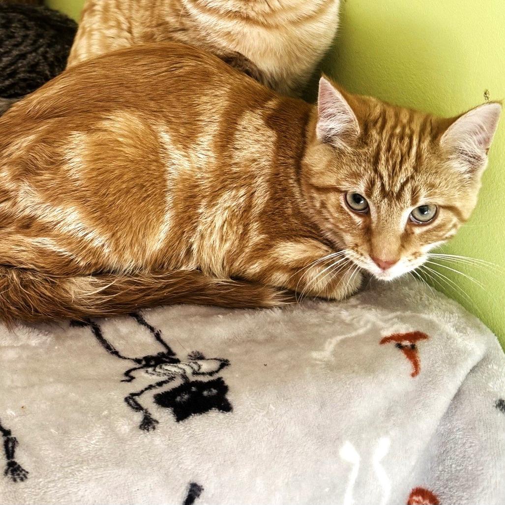 Kangaroo — thumbnail 2