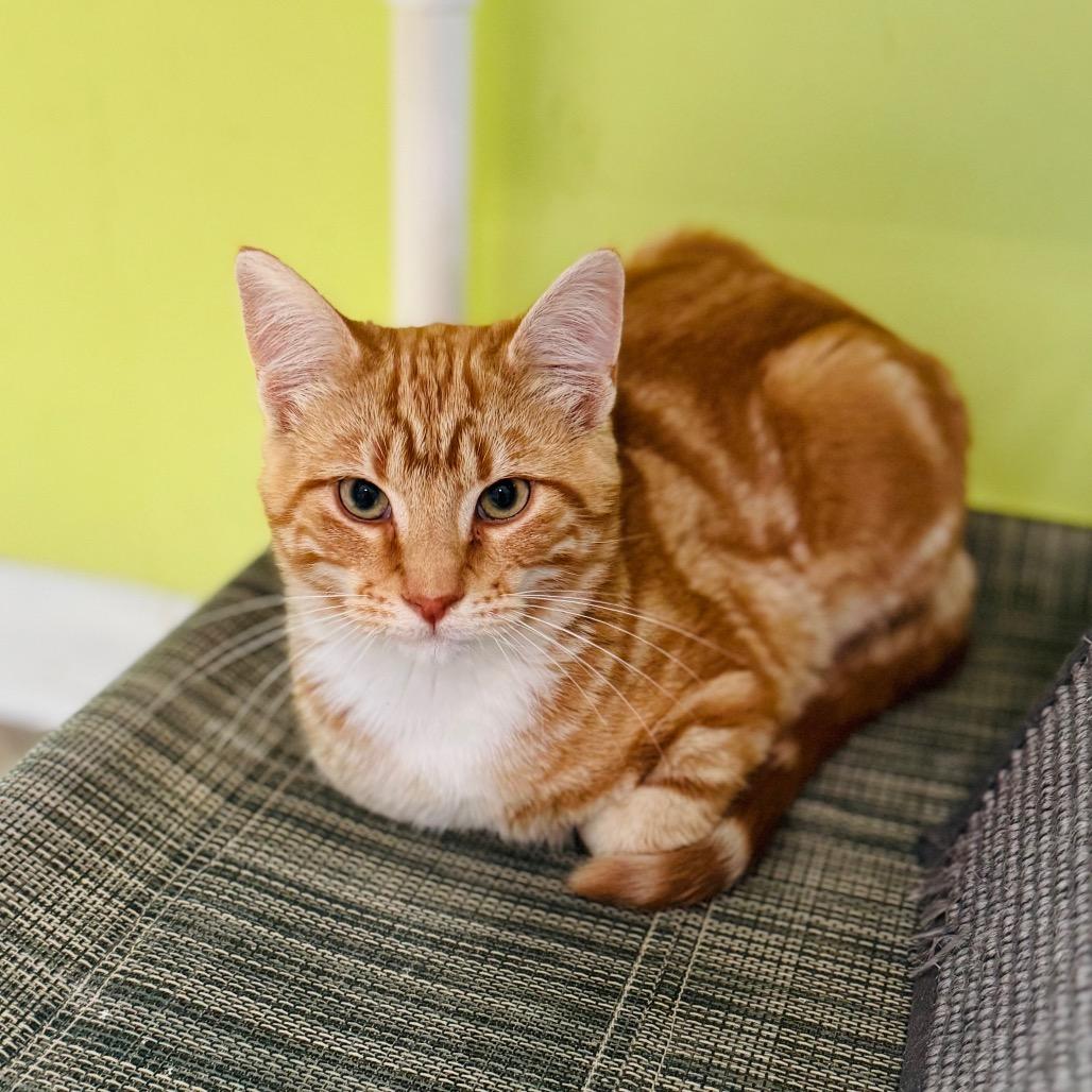 Kangaroo — thumbnail 3