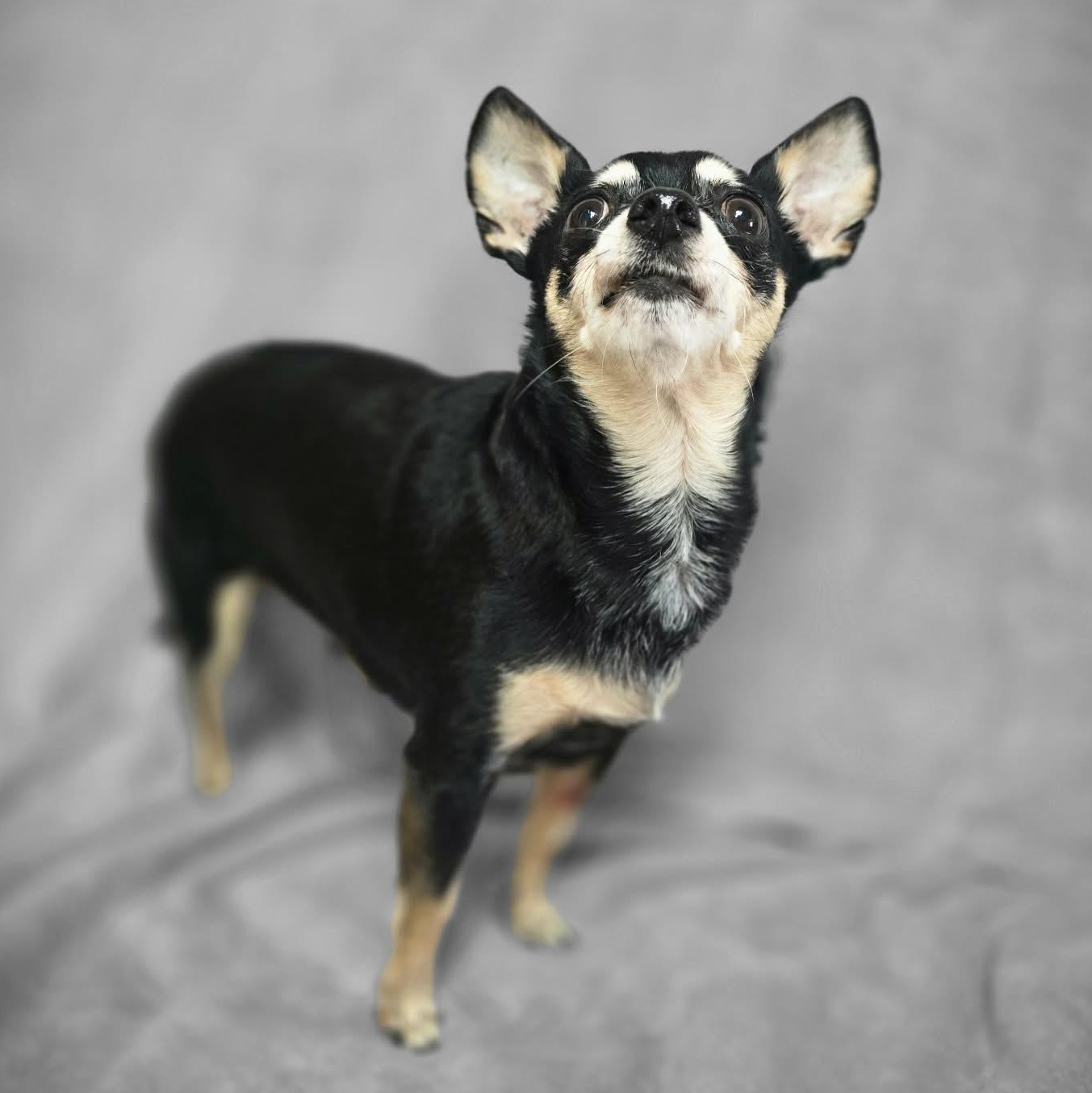 Icey, an adopted Chihuahua in Waterloo, IA image 3/3