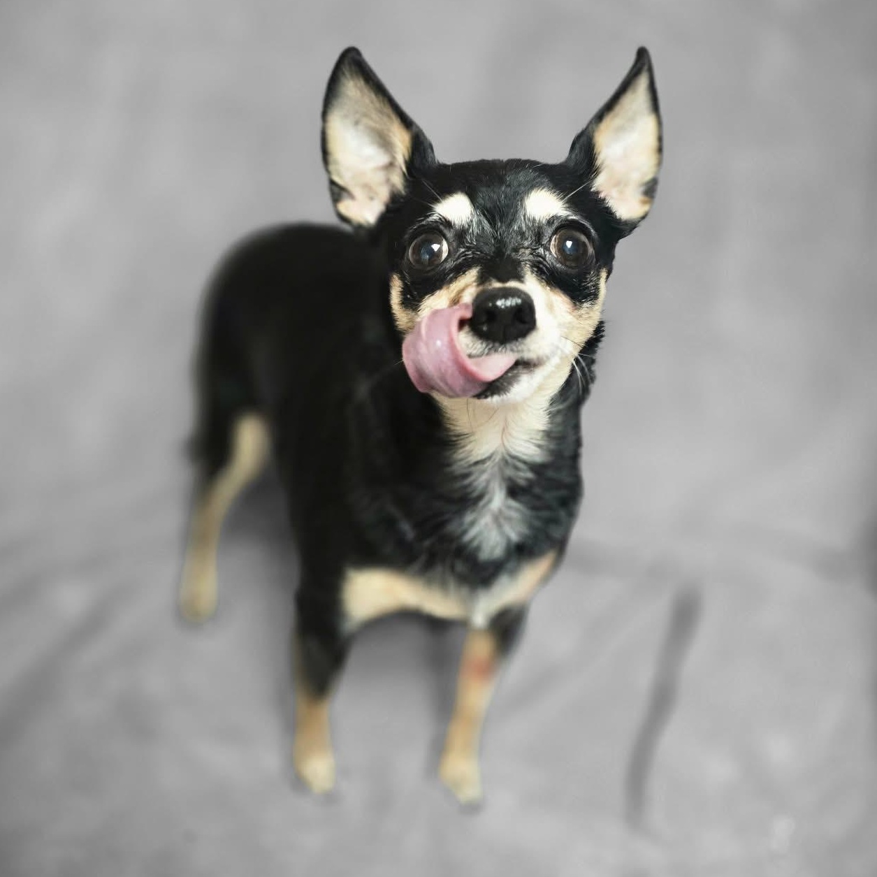 Icey, an adopted Chihuahua in Waterloo, IA image 2/3