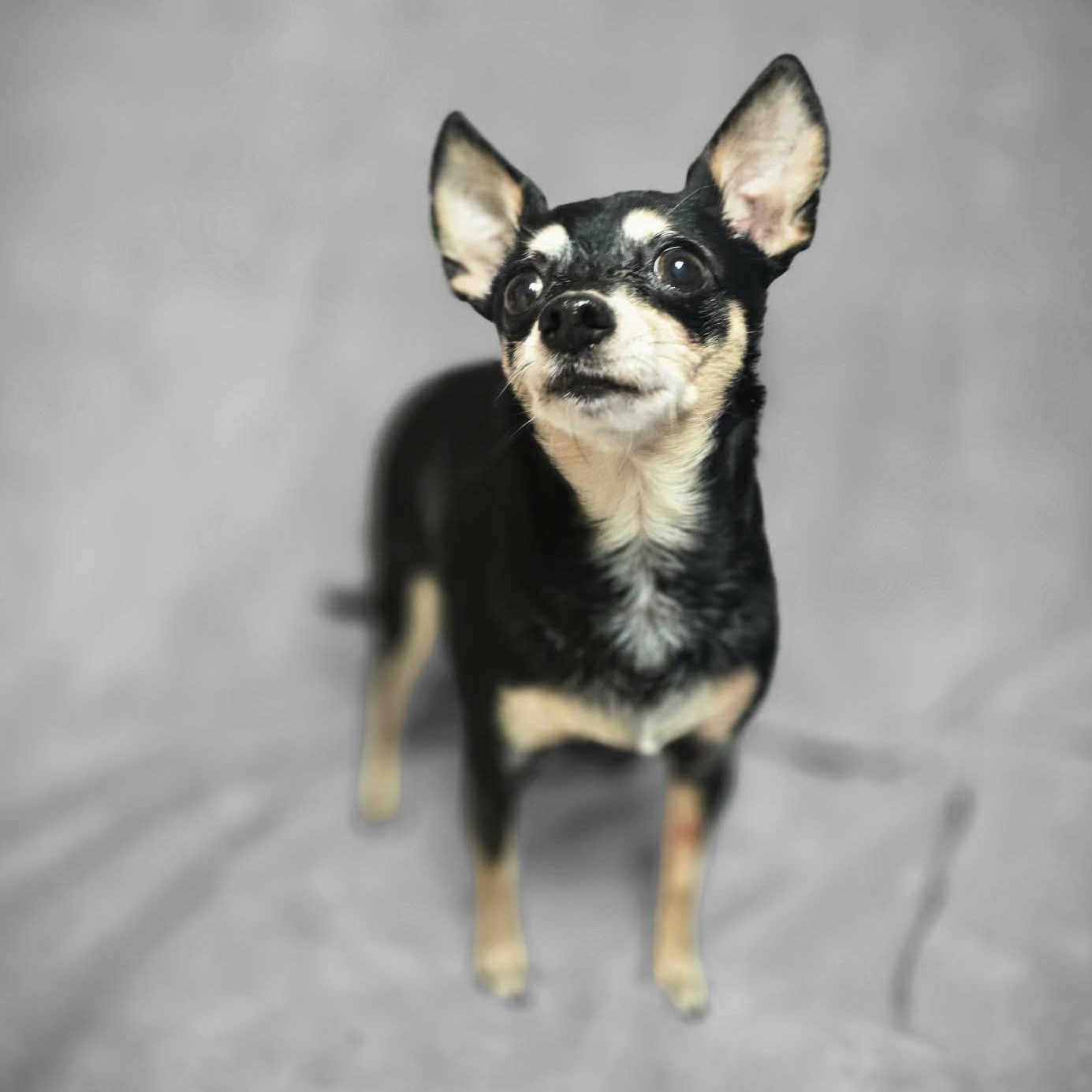 Icey, adopted, Senior Female Chihuahua.